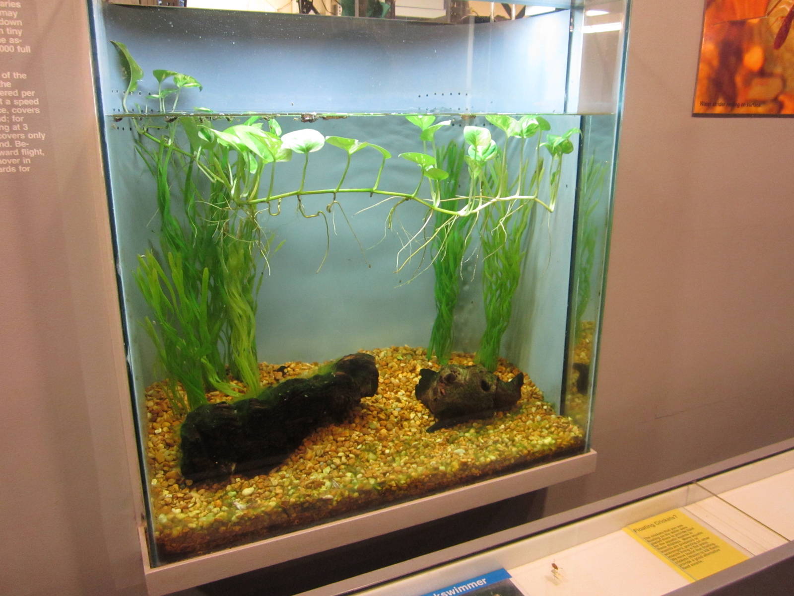 Feb. 2012-Tri-colored Backswimmer exhibit