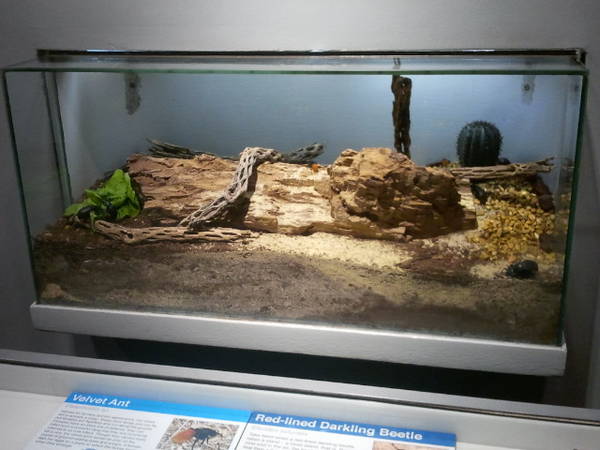 Feb. 2012-Velvet ant/Red-lined Darkling Beetle exhibit