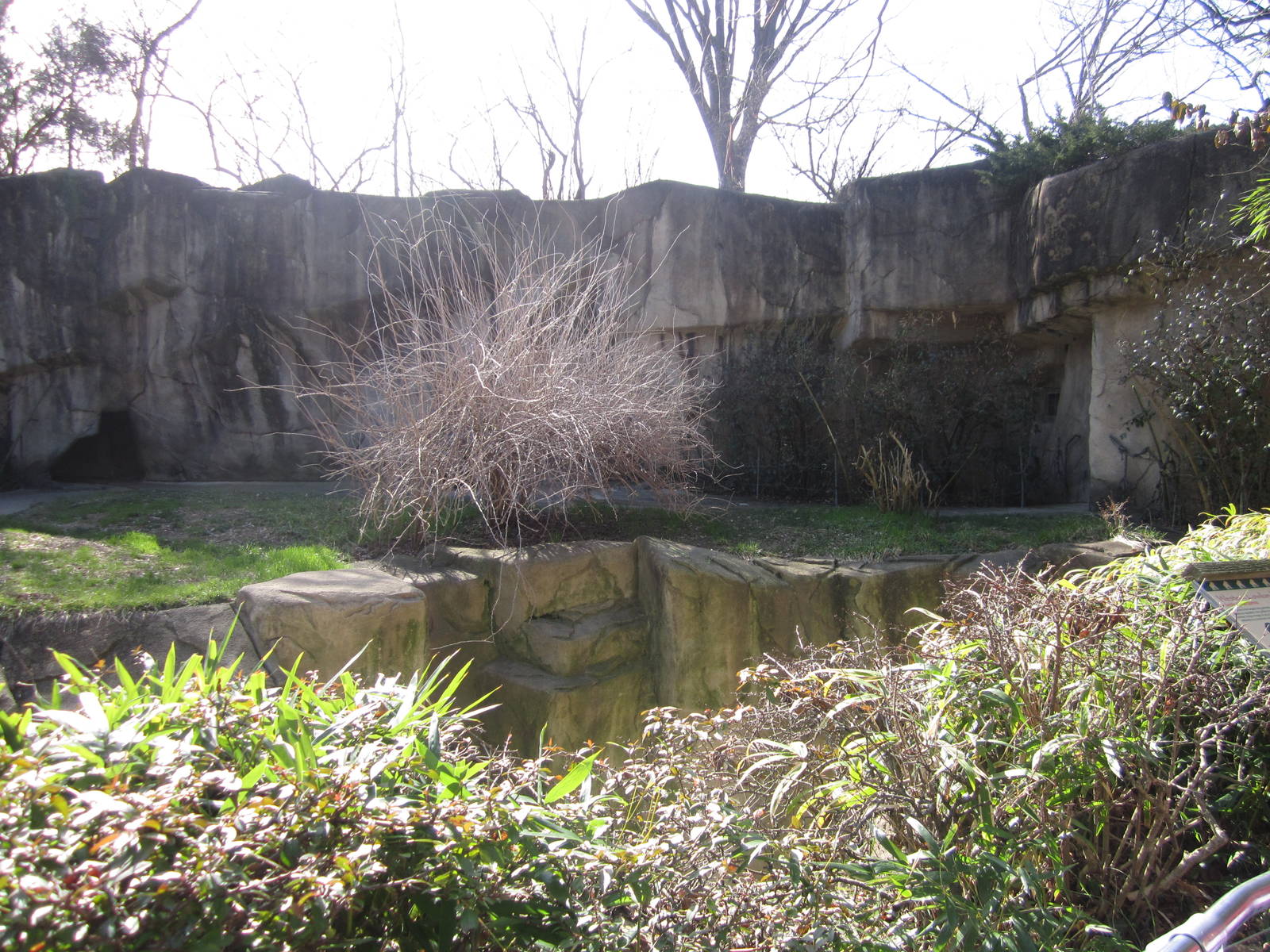 Feb. 2012-Western lowland gorilla exhibit