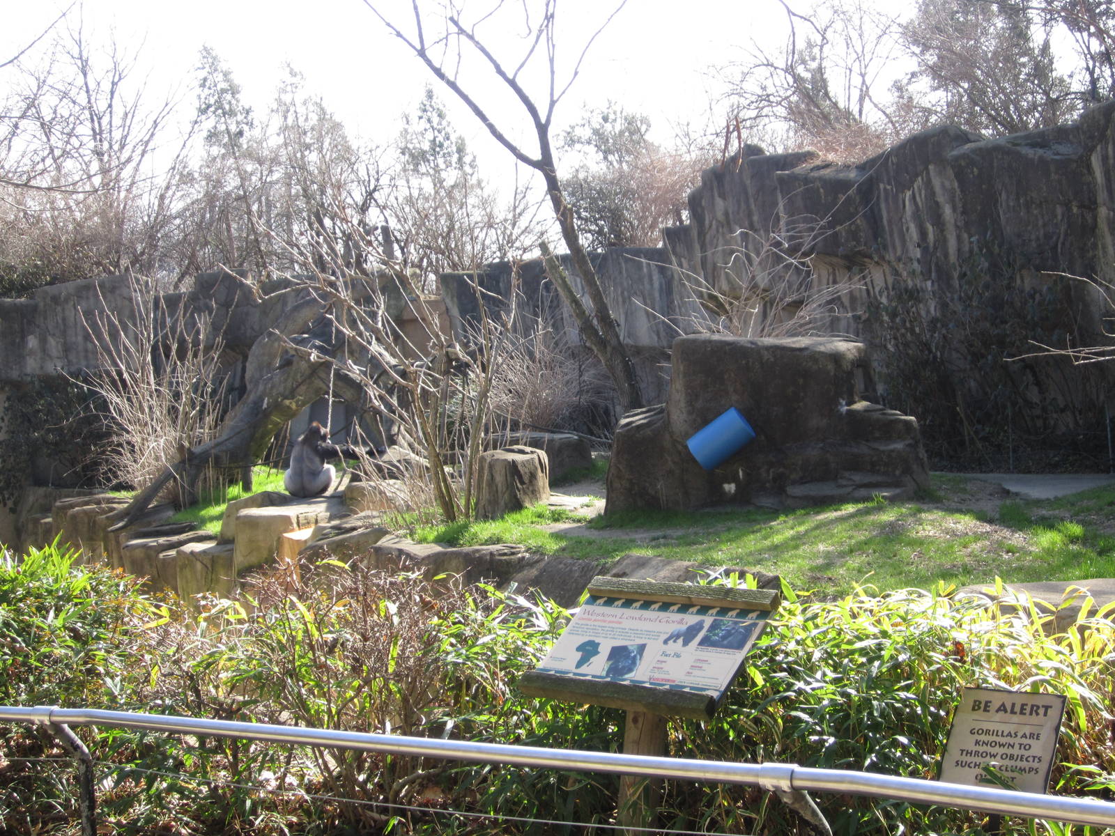 Feb. 2012-Western lowland gorilla exhibit