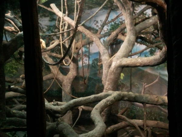 Feb. 2012-White-handed Gibbon/Sumatran Orangutan bedroom