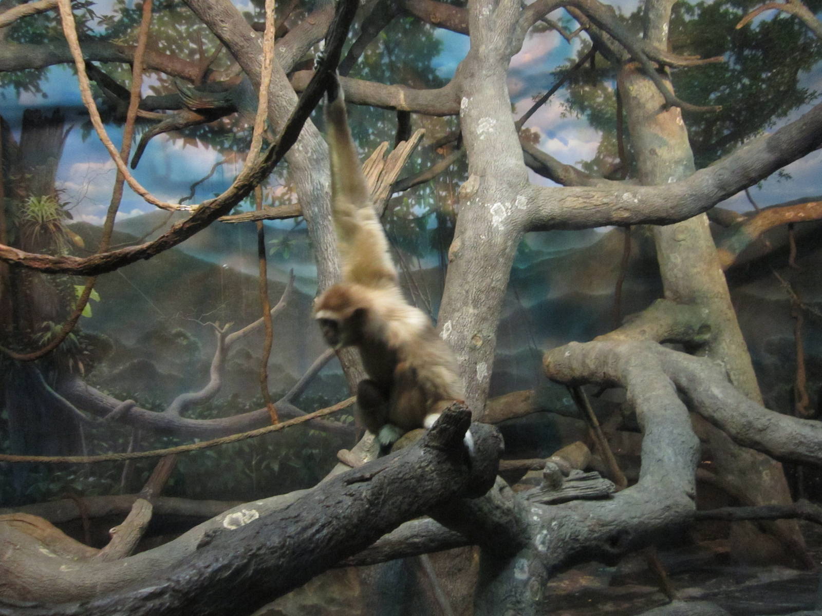 Feb. 2012-White-handed gibbon