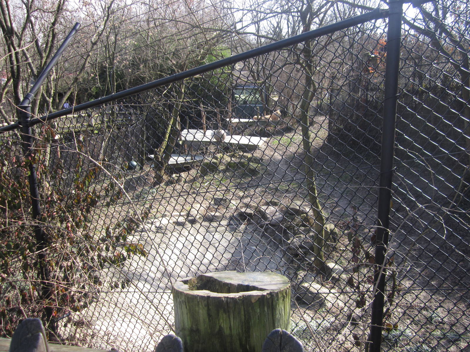 Feb. 2012-White Lions of Timbavati