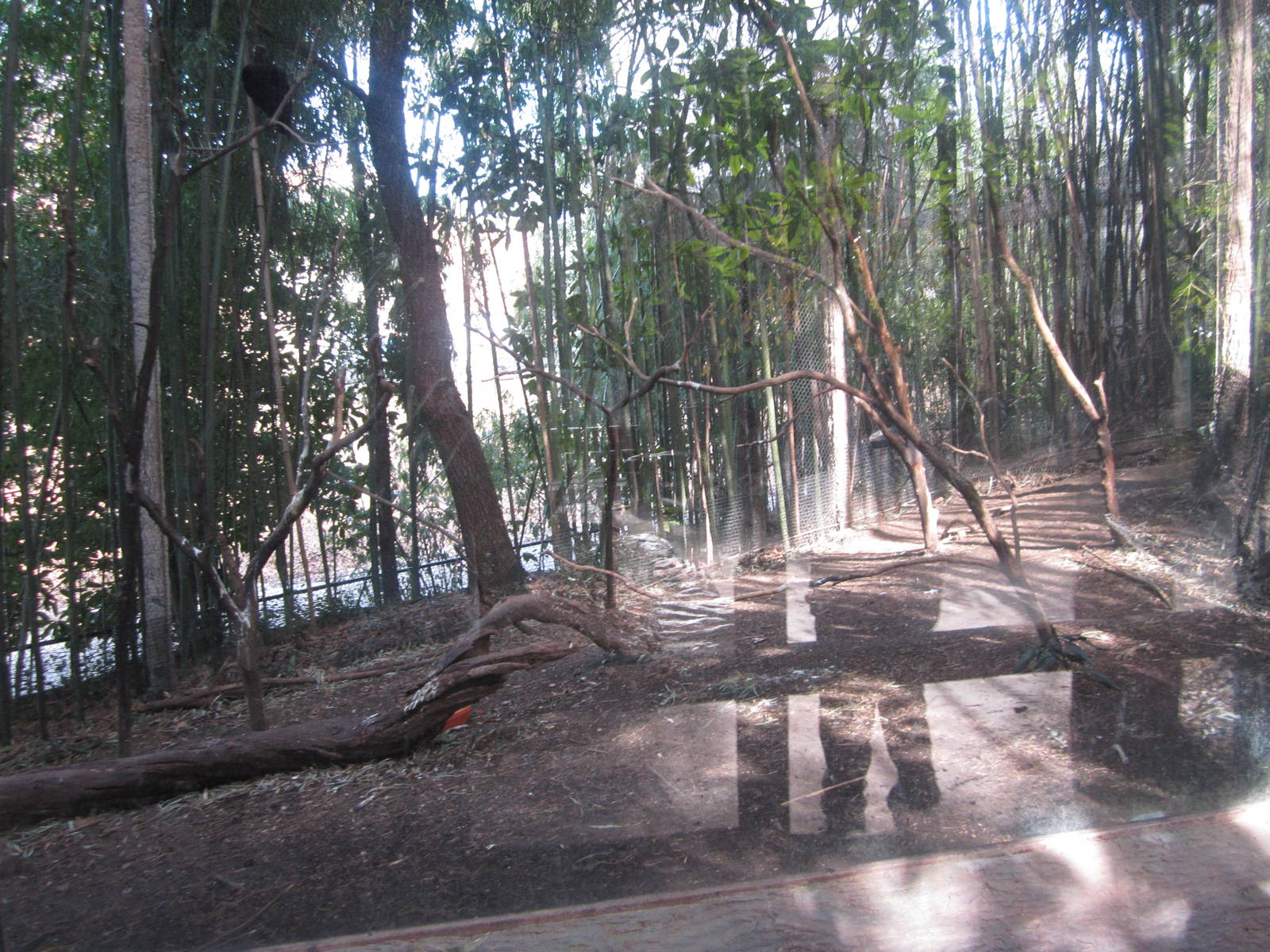 Feb. 2012-White-naped raven exhibit