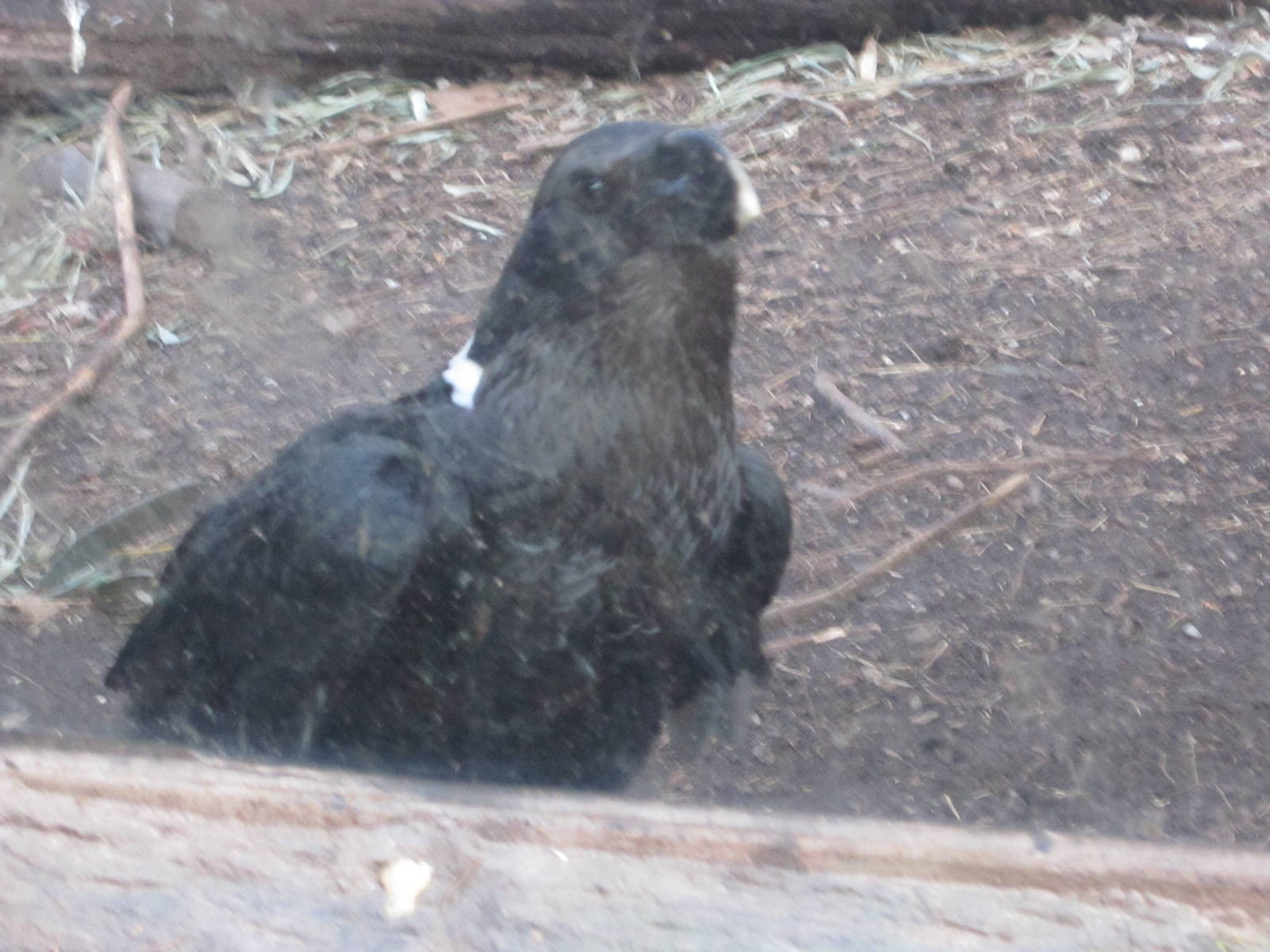 Feb. 2012-White-naped Raven