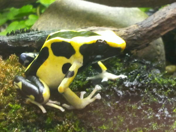 Feb. 2012-Yellow and Blue Poison Dart Frog