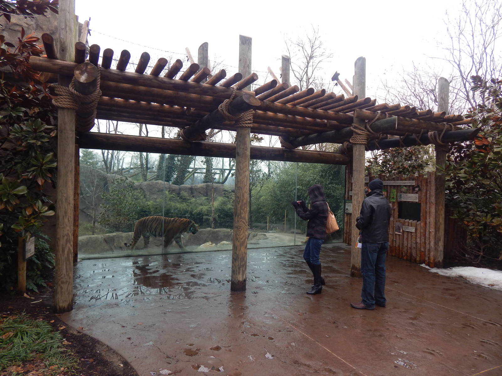 Feb. 2014 - Cat Canyon - Malayan Tiger Exhibit Viewing