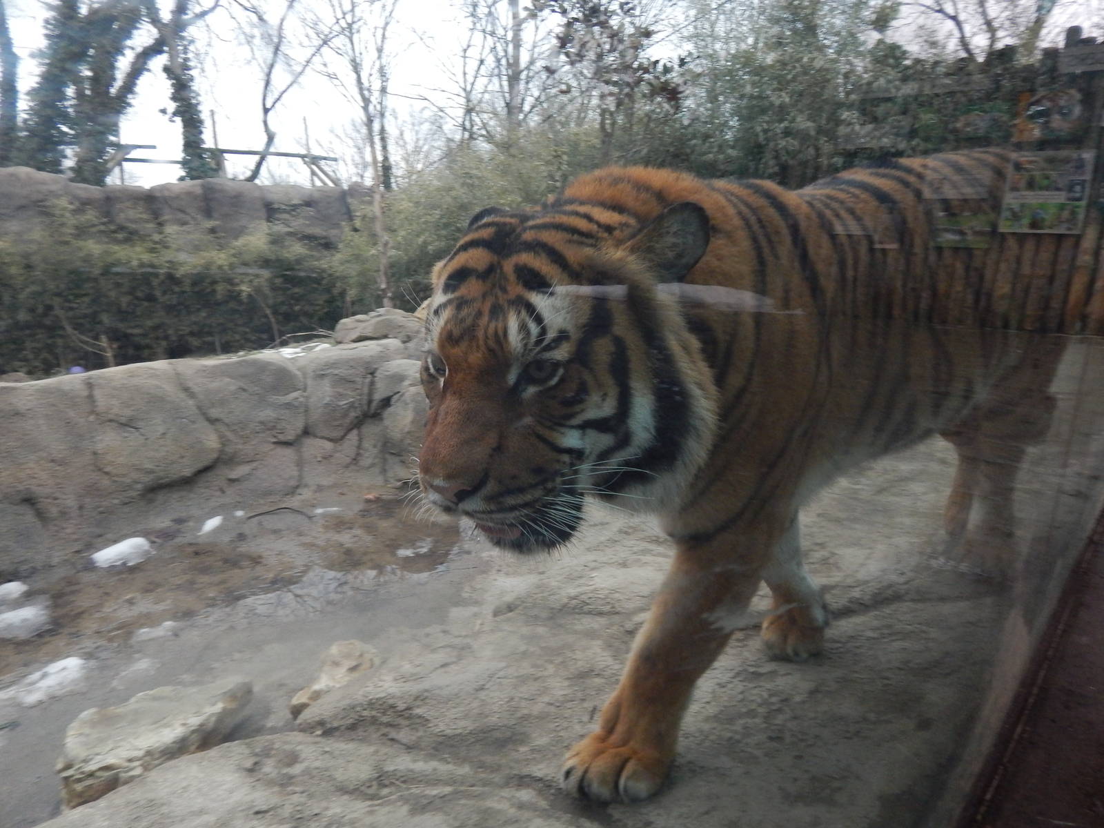 Feb. 2014 - Cat Canyon - Malayan Tiger