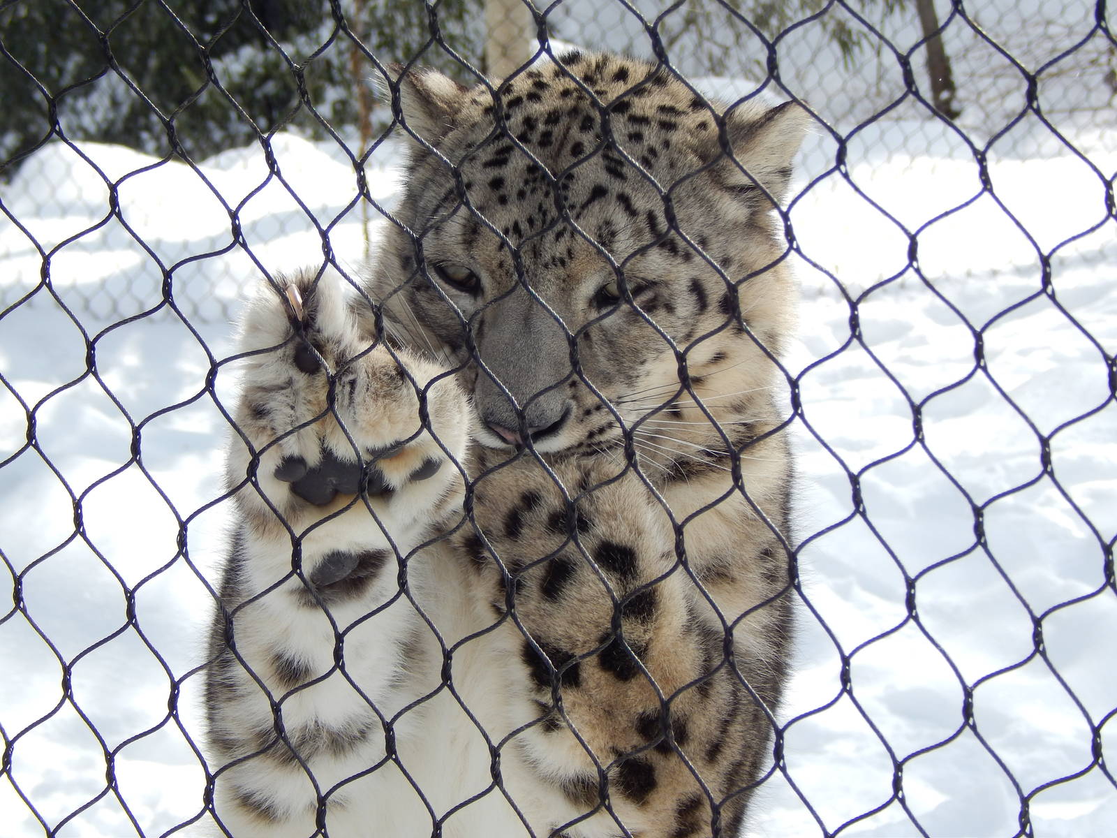 Feb. 2014 - Cat Canyon - Renji Biting Her Paw