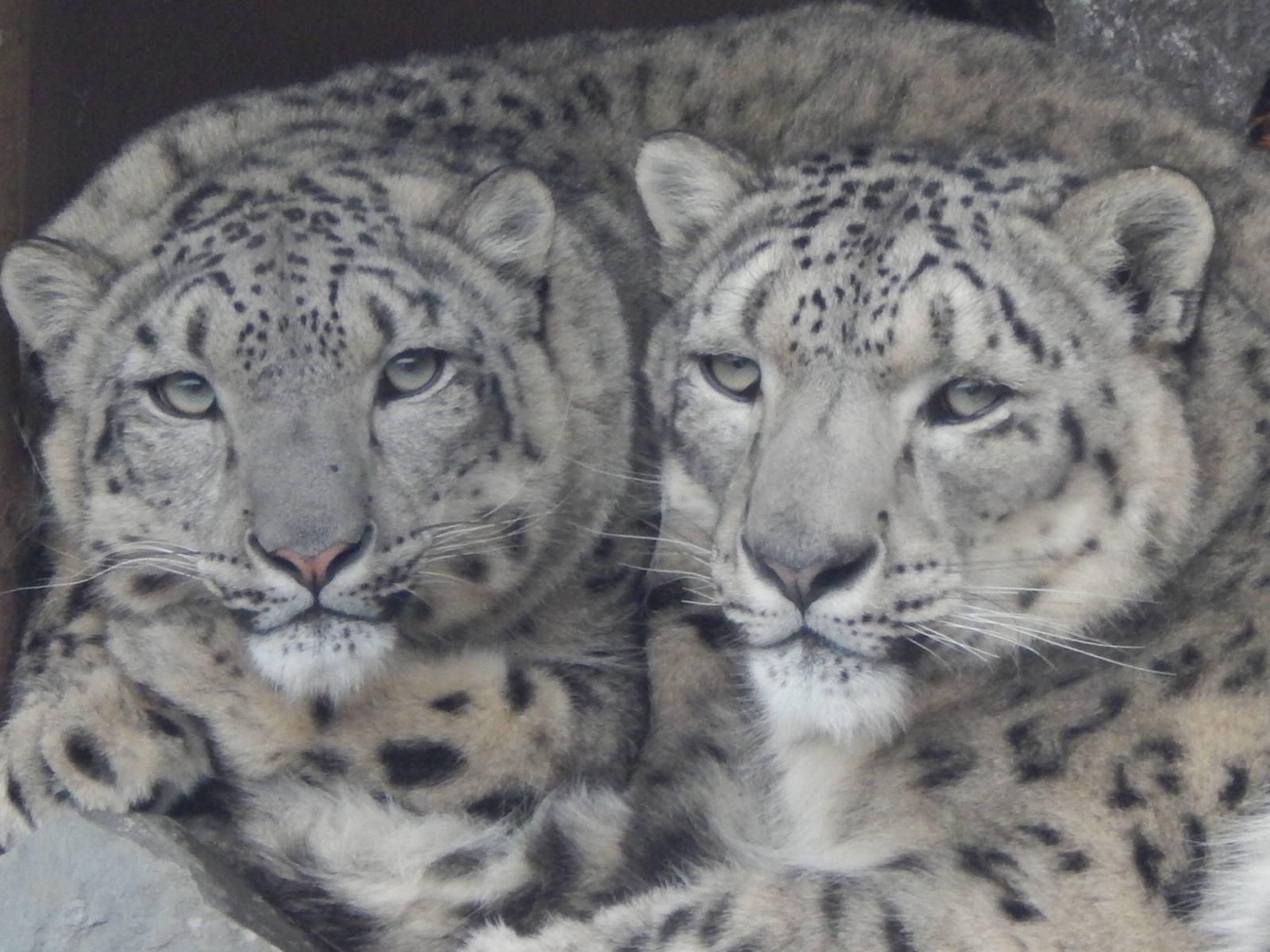 Feb. 2014 - Cat Canyon - Renji + Nubo