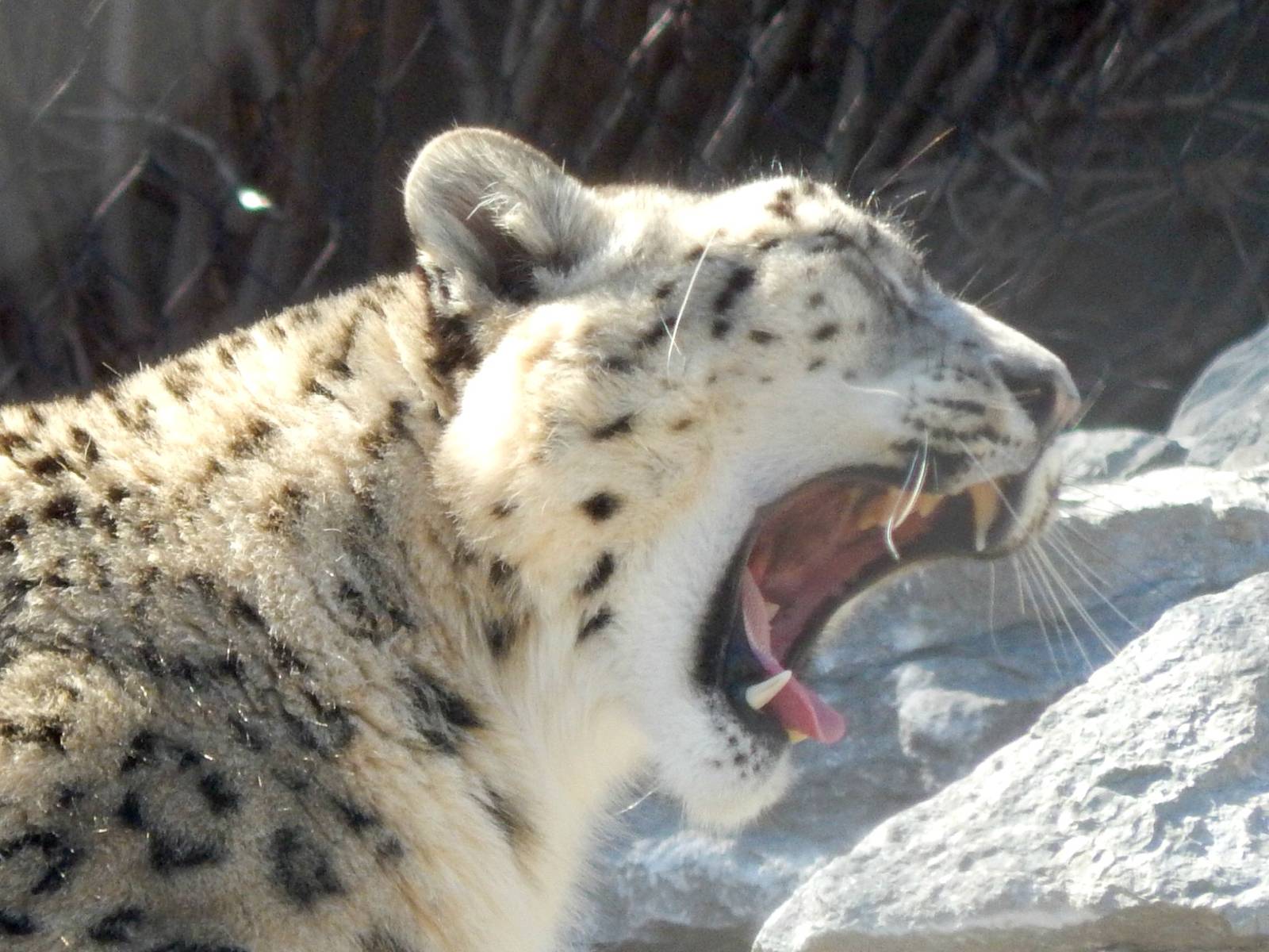Feb. 2014 - Cat Canyon - Snow Leopard