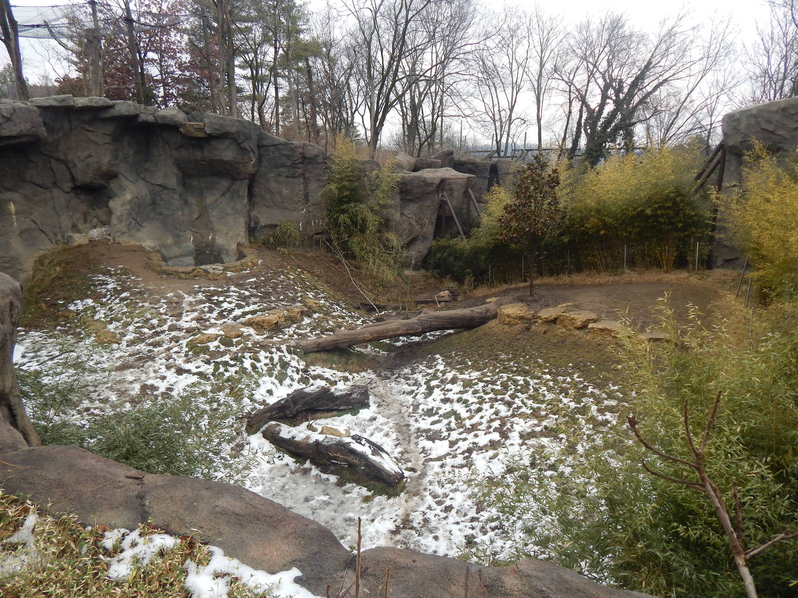 Feb. 2014 - Cat Canyon - White Tiger Exhibit with some snow