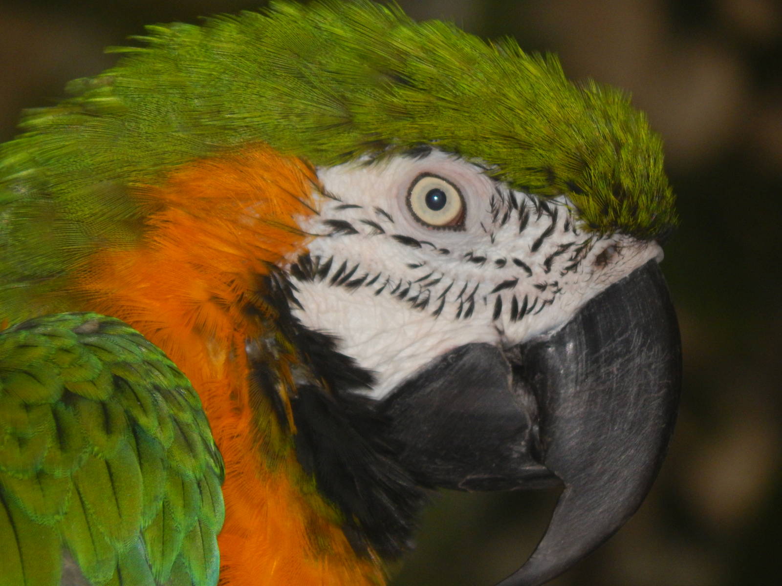 Feb. 2014 - Discovery Forest - Hybrid Macaw named Leory