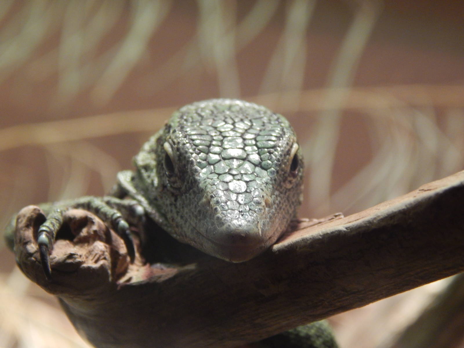 Feb. 2014 - Dragons! - Green Tree Monitor