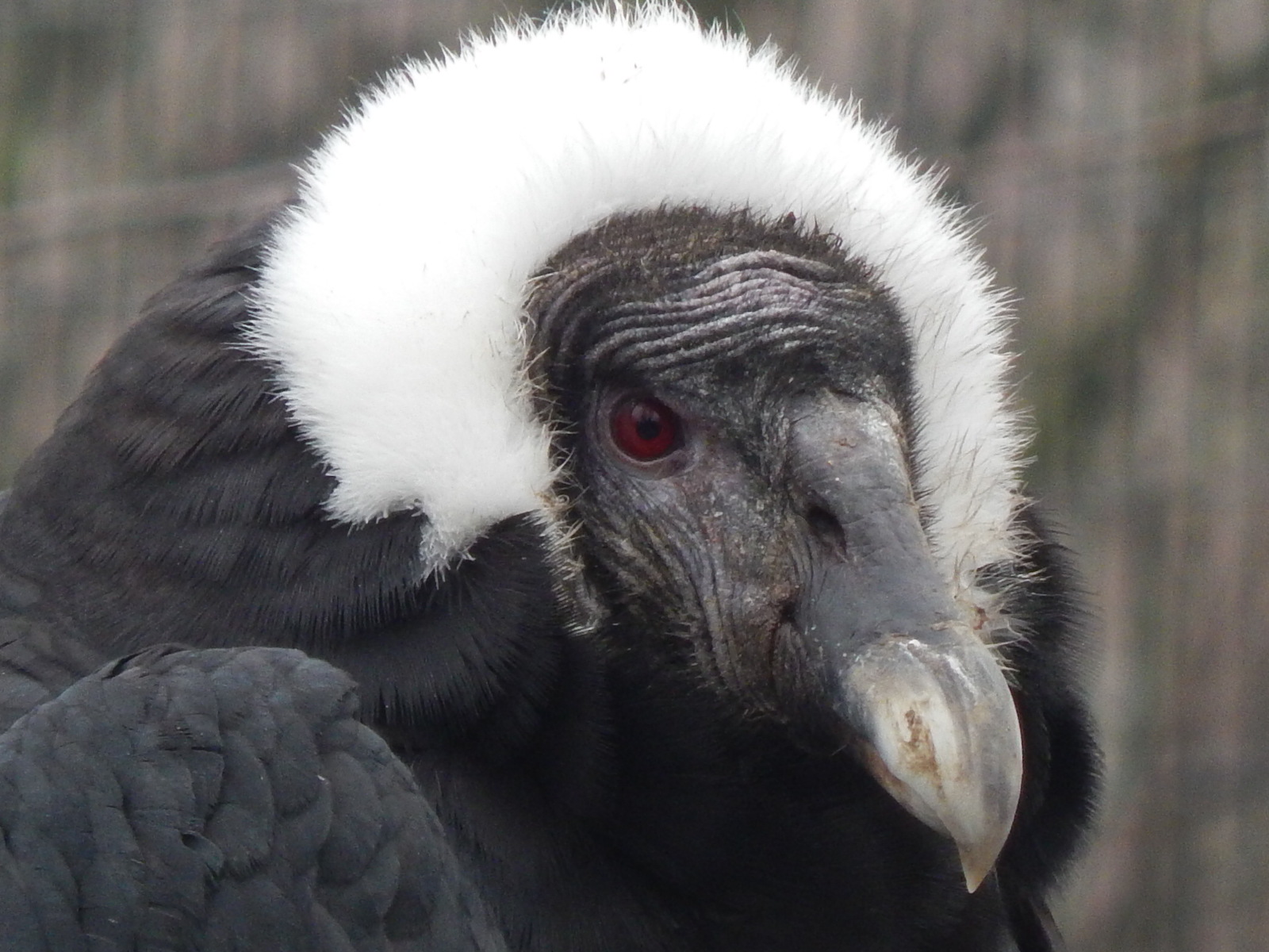 Feb. 2014 - Eagle Eyrie - Andean Condor