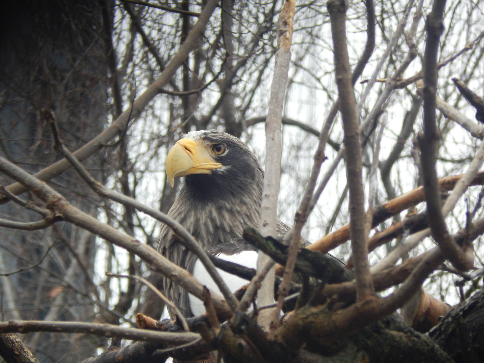 Feb. 2014 - Eagle Eyrie - Steller's Sea Eagle