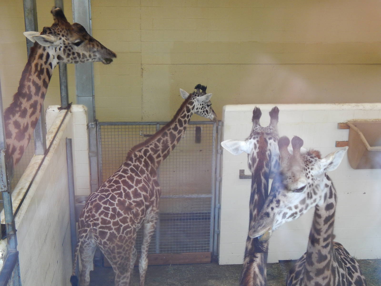 Feb. 2014 - Giraffe Ridge - Kimba, CeCe, Jambo, + Tessa
