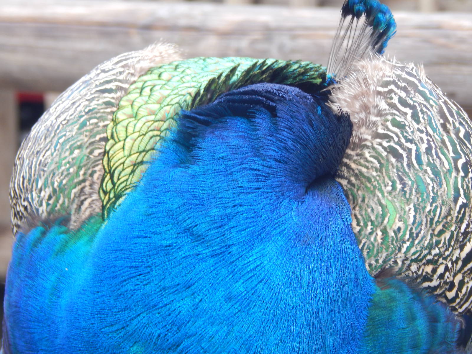 Feb. 2014 - Indian Peafowl
