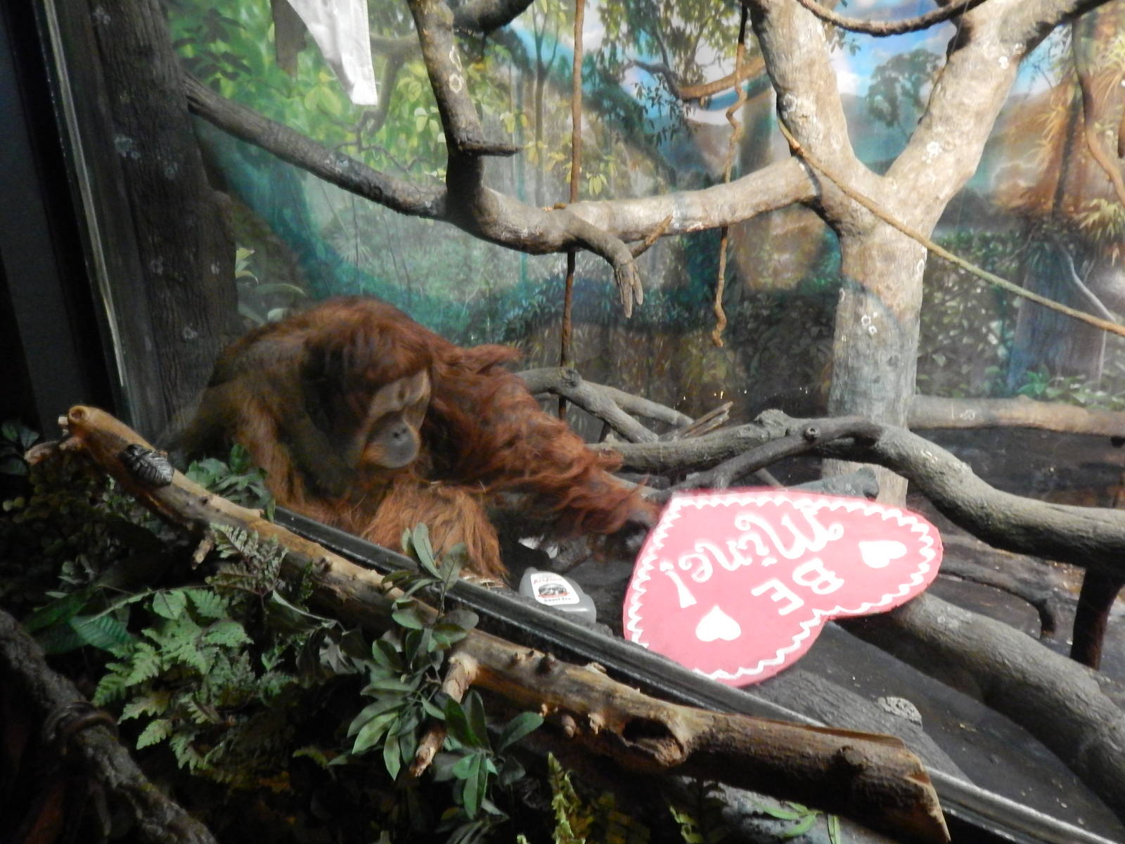 Feb. 2014 - Jungle Trails - A Valentine Invitation by an Orangutan...