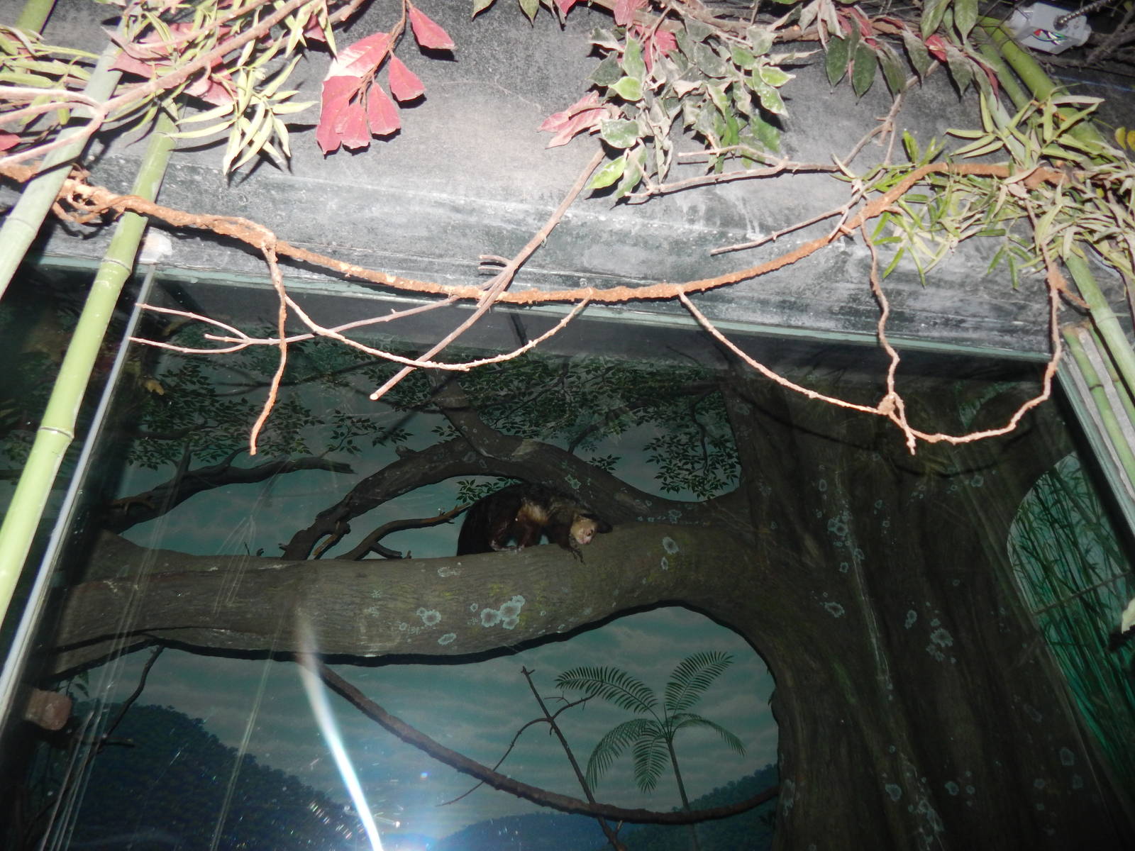 Feb. 2014 - Jungle Trails - Aye-Aye