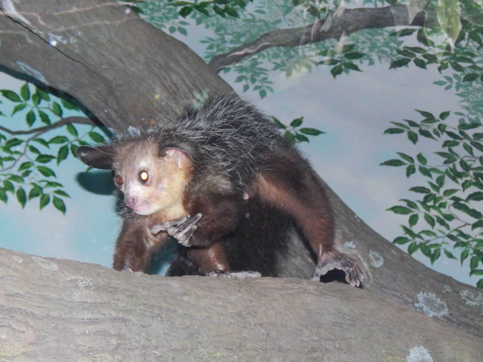 Feb. 2014 - Jungle Trails - Aye-Aye