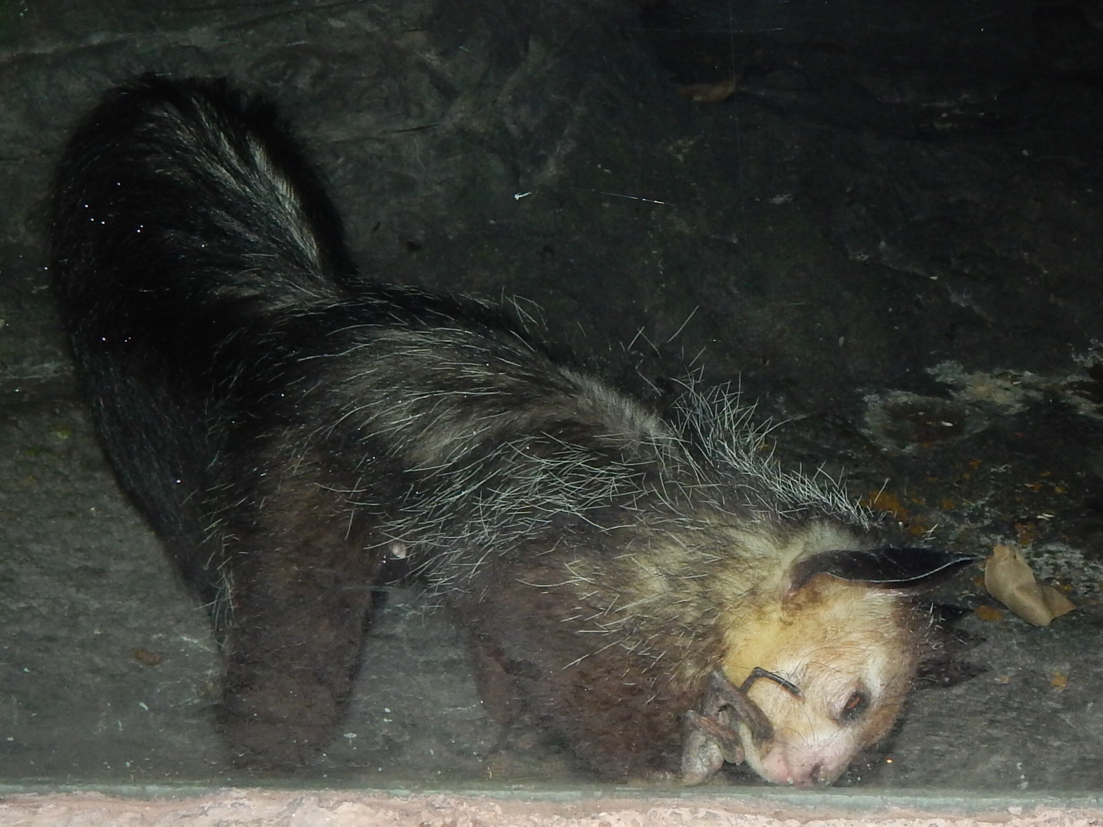 Feb. 2014 - Jungle Trails - Aye-Aye