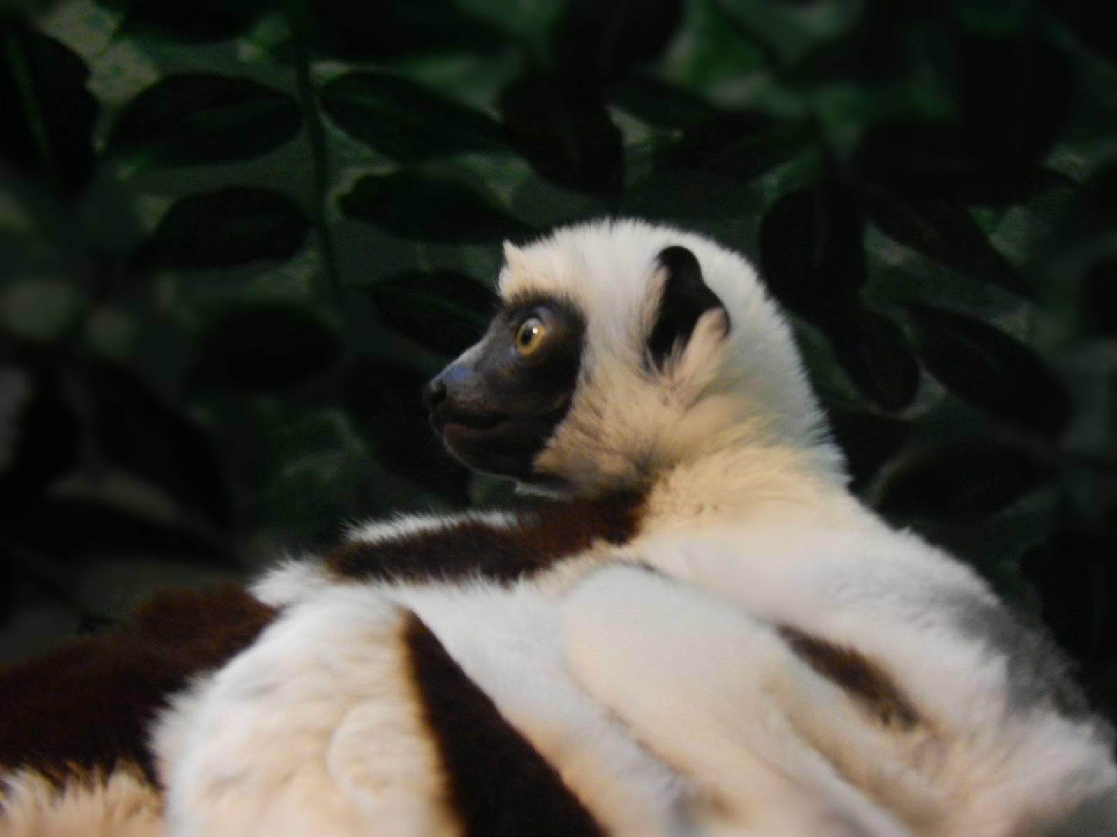 Feb. 2014 - Jungle Trails - Baby Coquerel's Sifaka