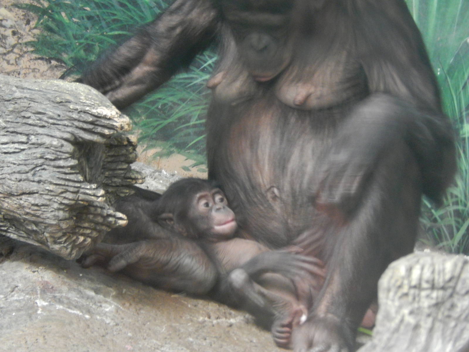Feb. 2014 - Jungle Trails - Baby Kibibi with Mama Kimia