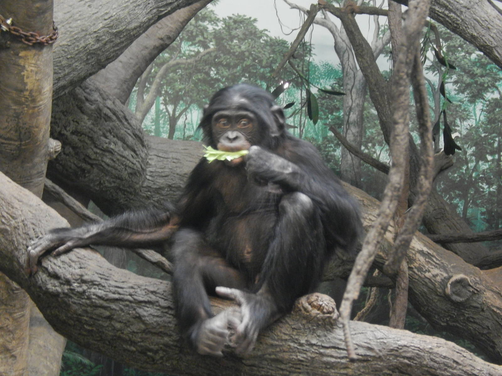 Feb. 2014 - Jungle Trails - Bonobo, named Zeke