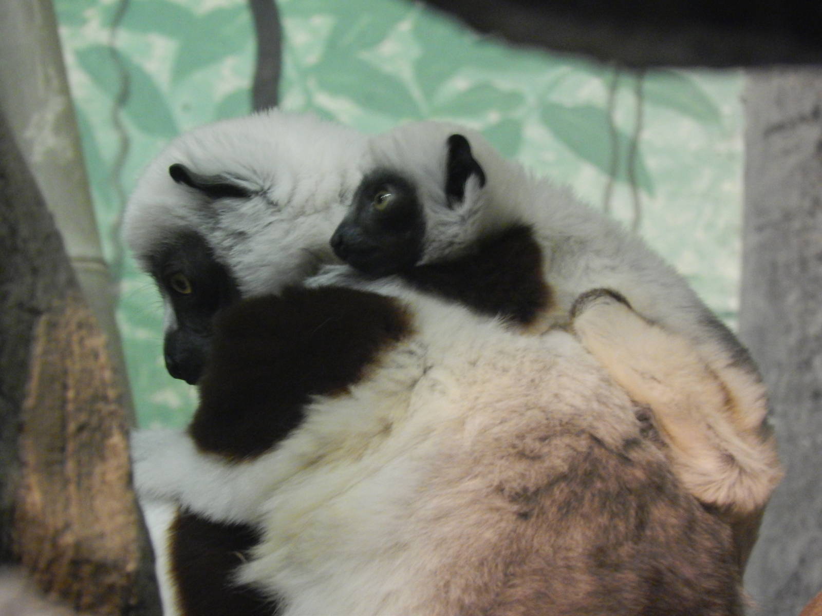 Feb. 2014 - Jungle Trails - Coquerel's Sifaka + Baby