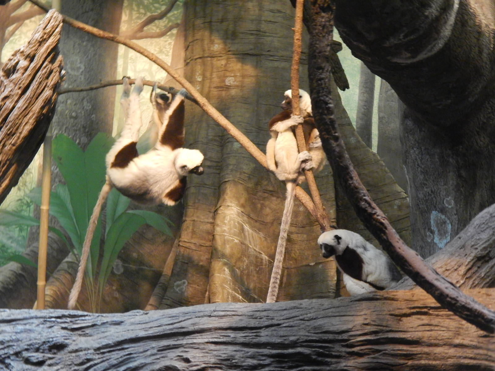 Feb. 2014 - Jungle Trails - Coquerel's Sifaka Family
