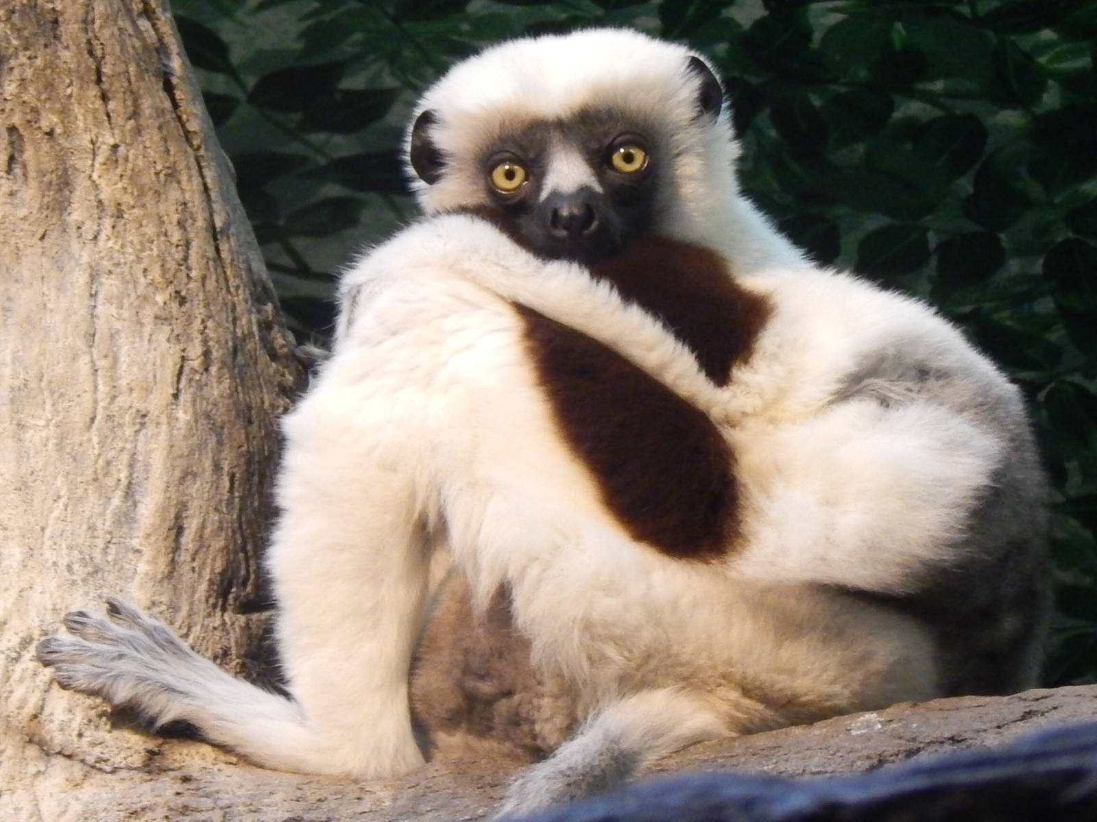 Feb. 2014 - Jungle Trails - Coquerel's Sifaka named Bobby