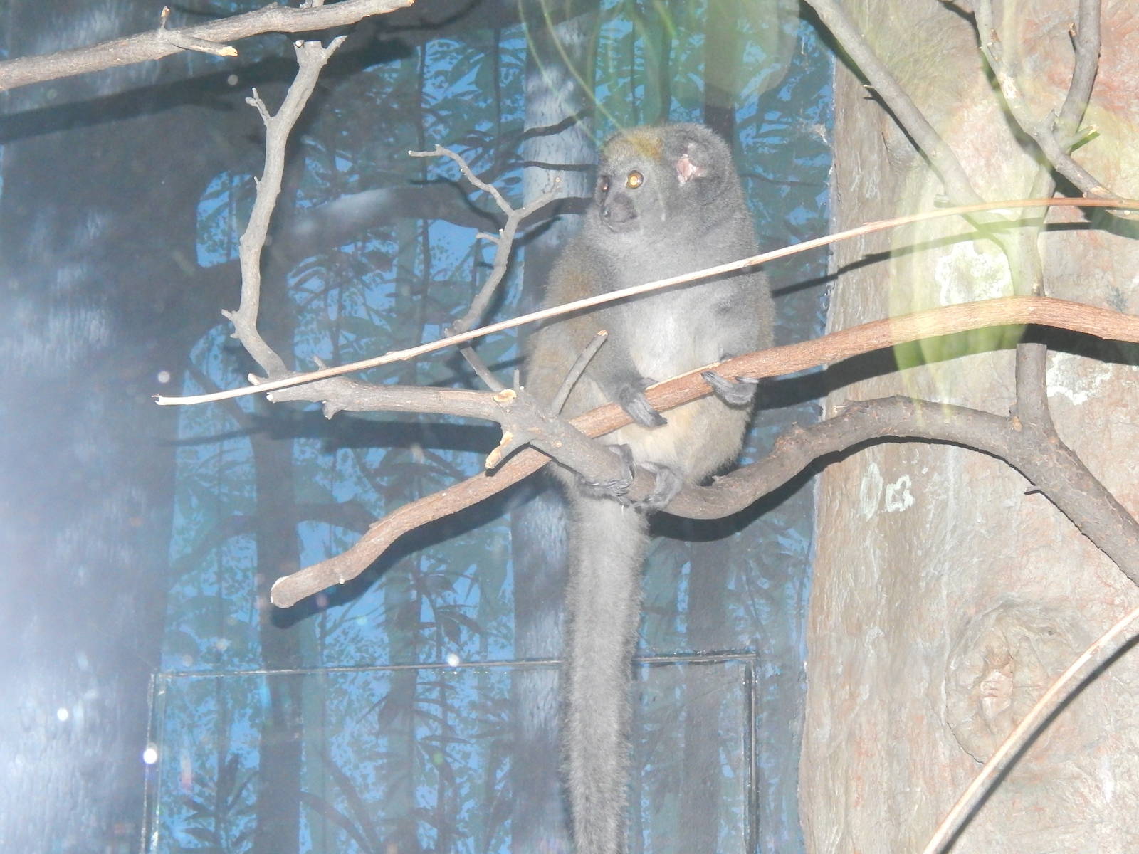Feb. 2014 - Jungle Trails - Grey Bamboo Lemur