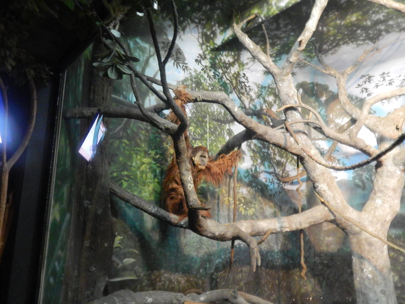 Feb. 2014 - Jungle Trails - Henry in the Indoor Exhibit