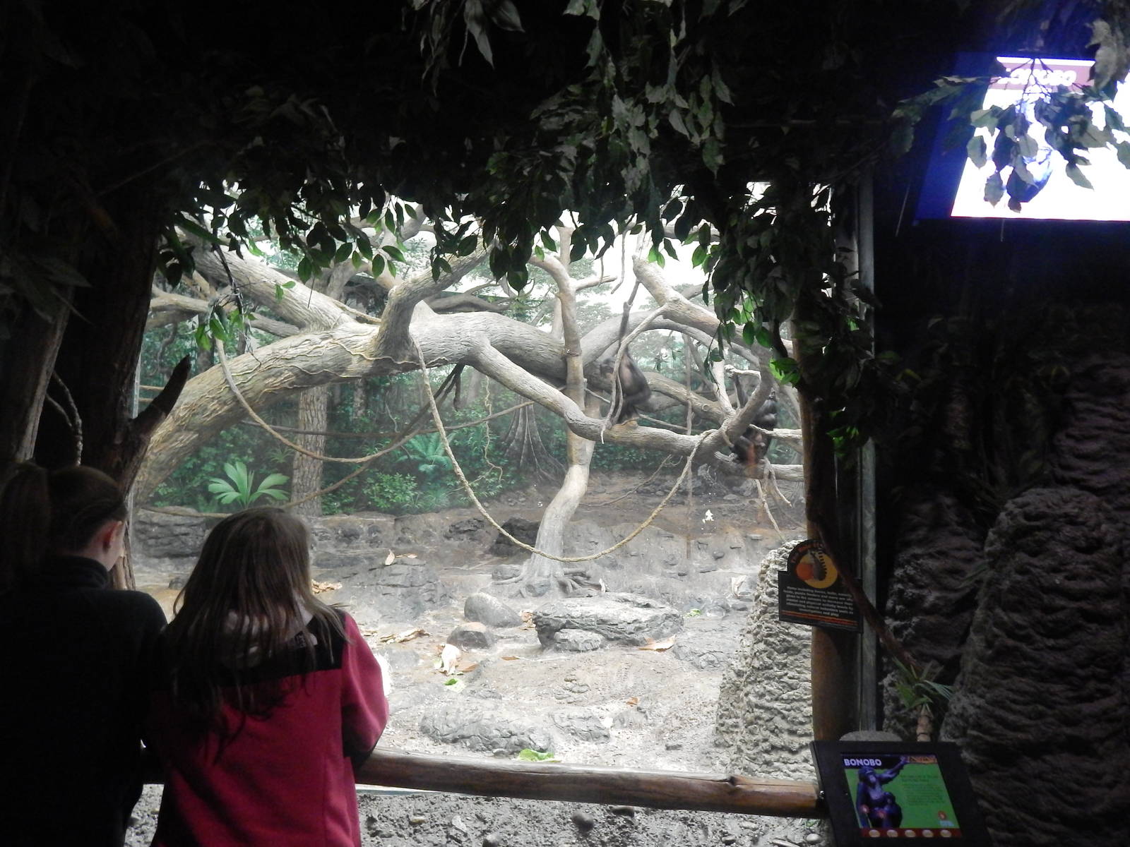 Feb. 2014 - Jungle Trails - Indoor Bonobo Exhibit Viewing
