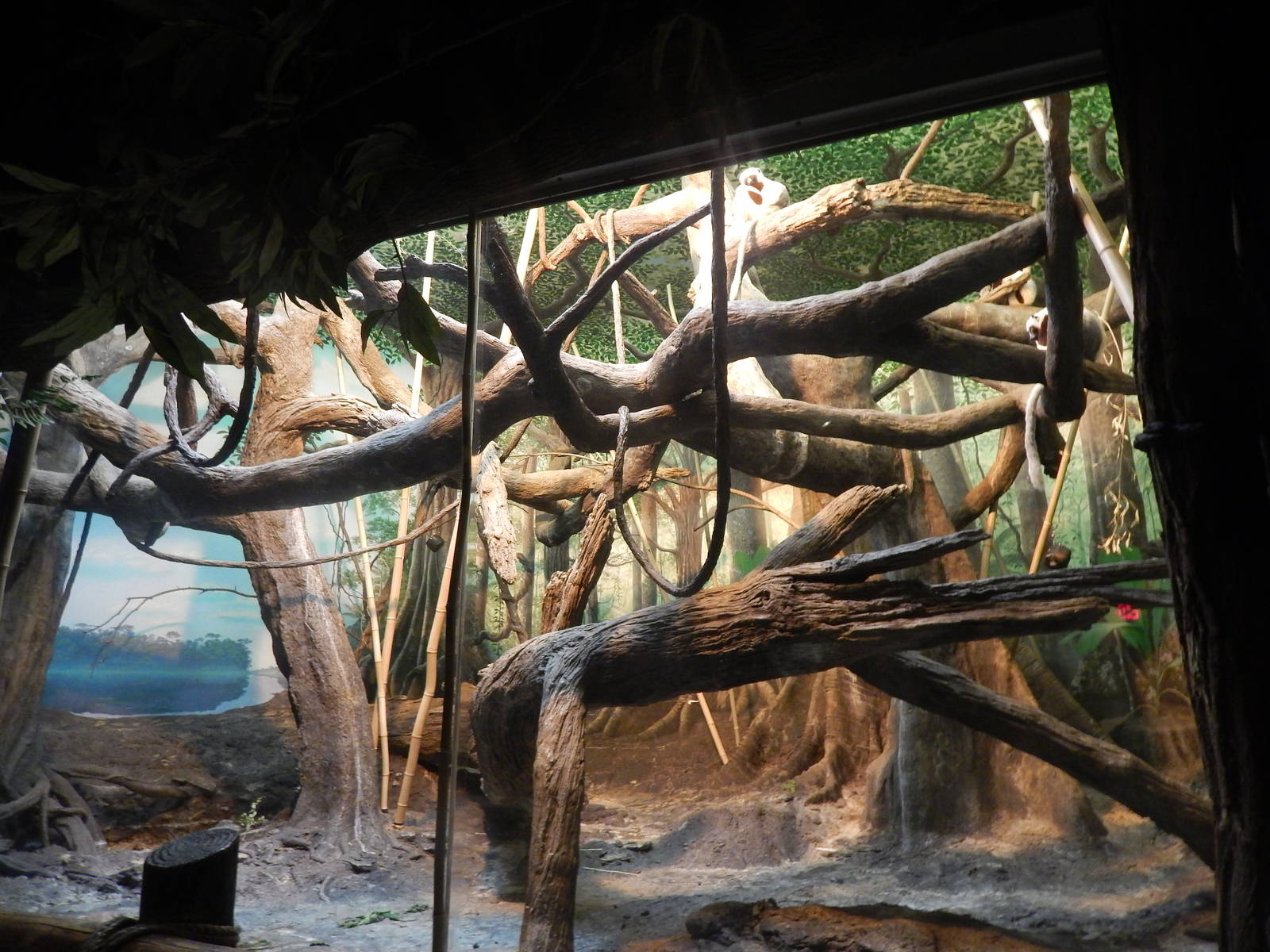 Feb. 2014 - Jungle Trails - Indoor Coquerel's Sifaka Exhibit