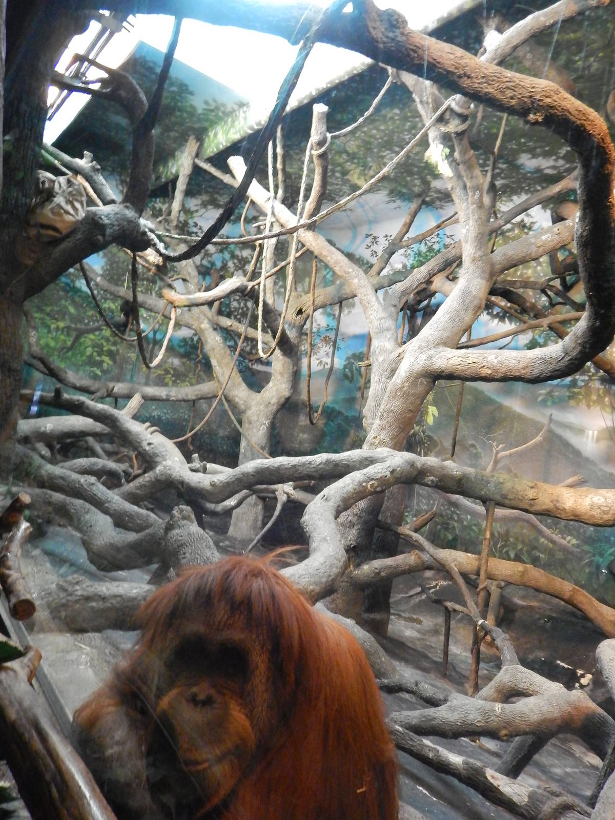 Feb. 2014 - Jungle Trails - Orangutan + Gibbon Indoor Exhibit + Lana