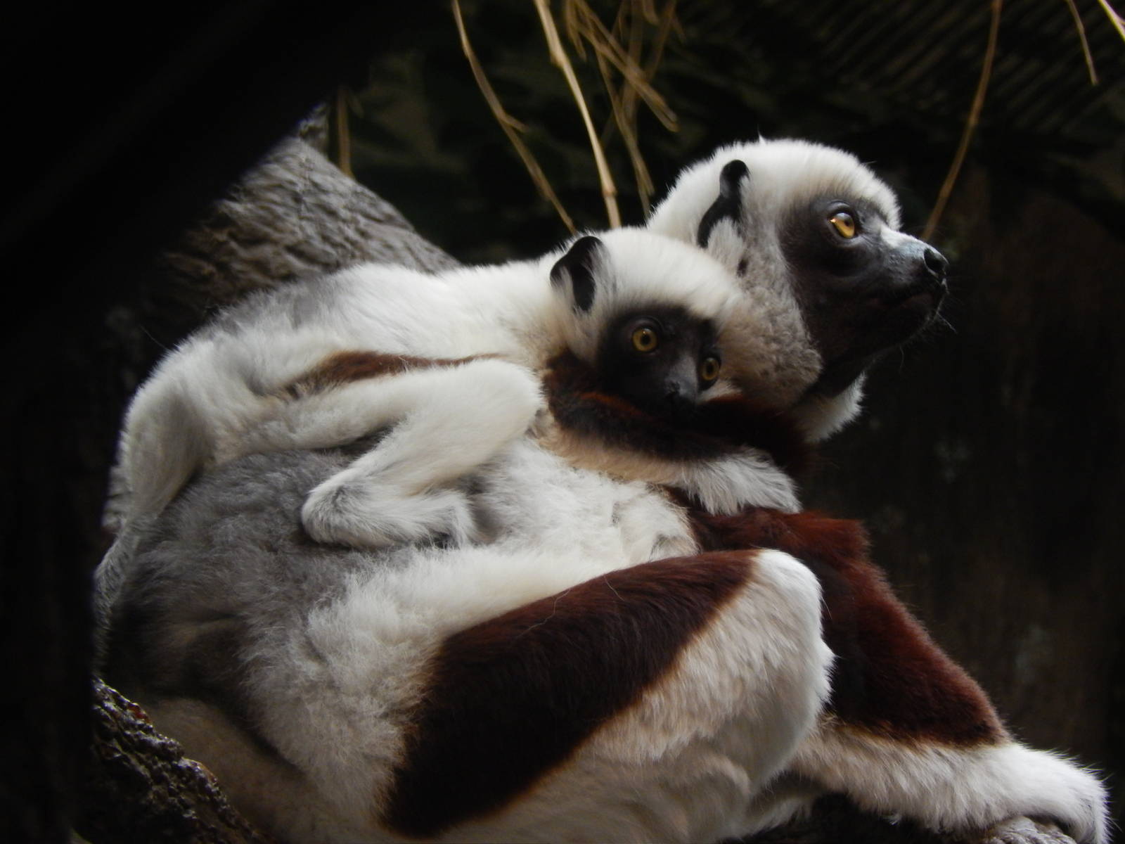 Feb. 2014 - Jungle Trails - Wilhelmina and Her Baby (My Greatest Photo)