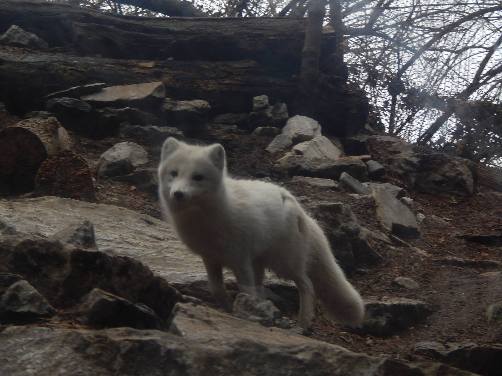 Feb. 2014 - Lords of the Arctic - Arctic Fox