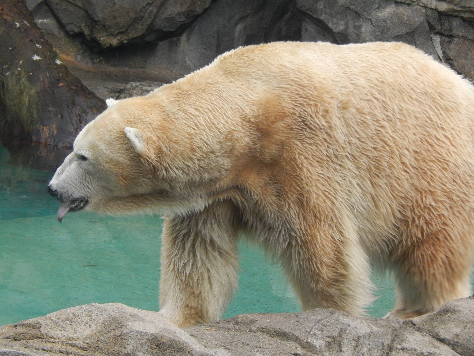 Feb. 2014 - Lords of the Arctic - Polar Bear named Little One