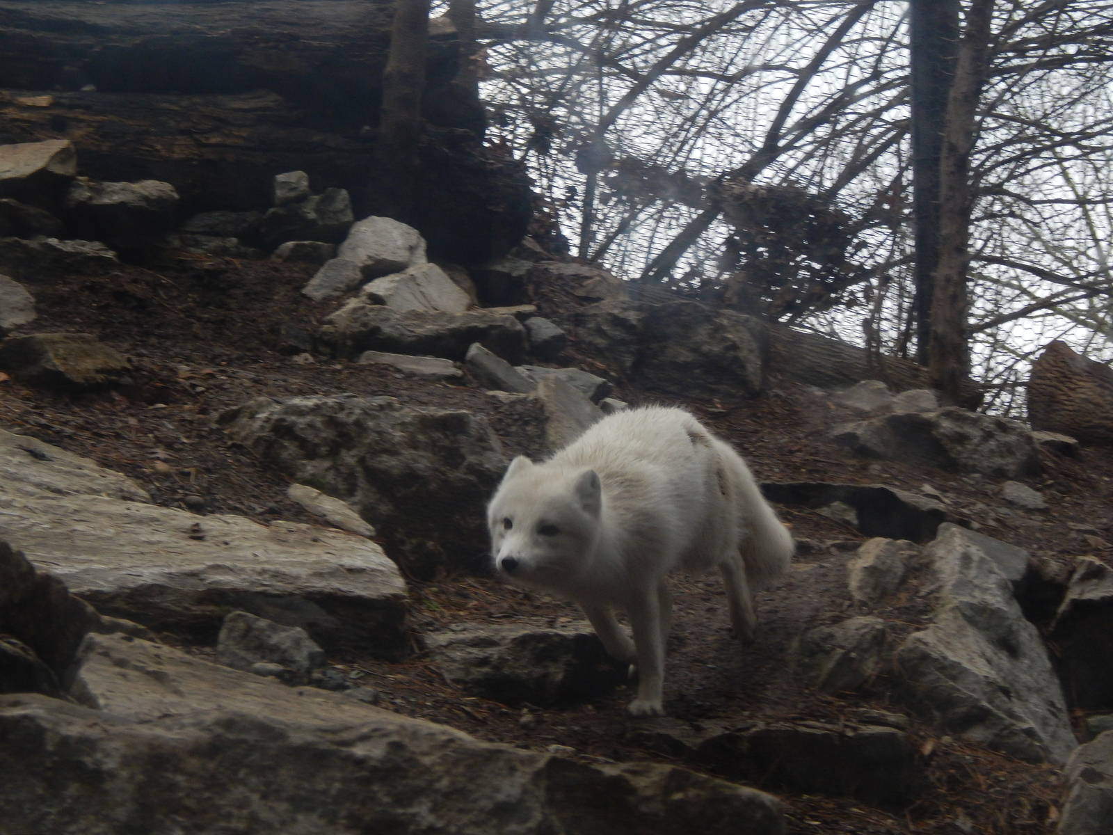 Feb. 2014 - Lords of the Arctic - Running Arctic Fox