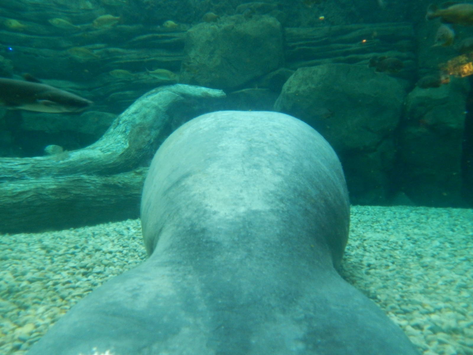 Feb. 2014 - Manatee Springs - Betsy From Behind