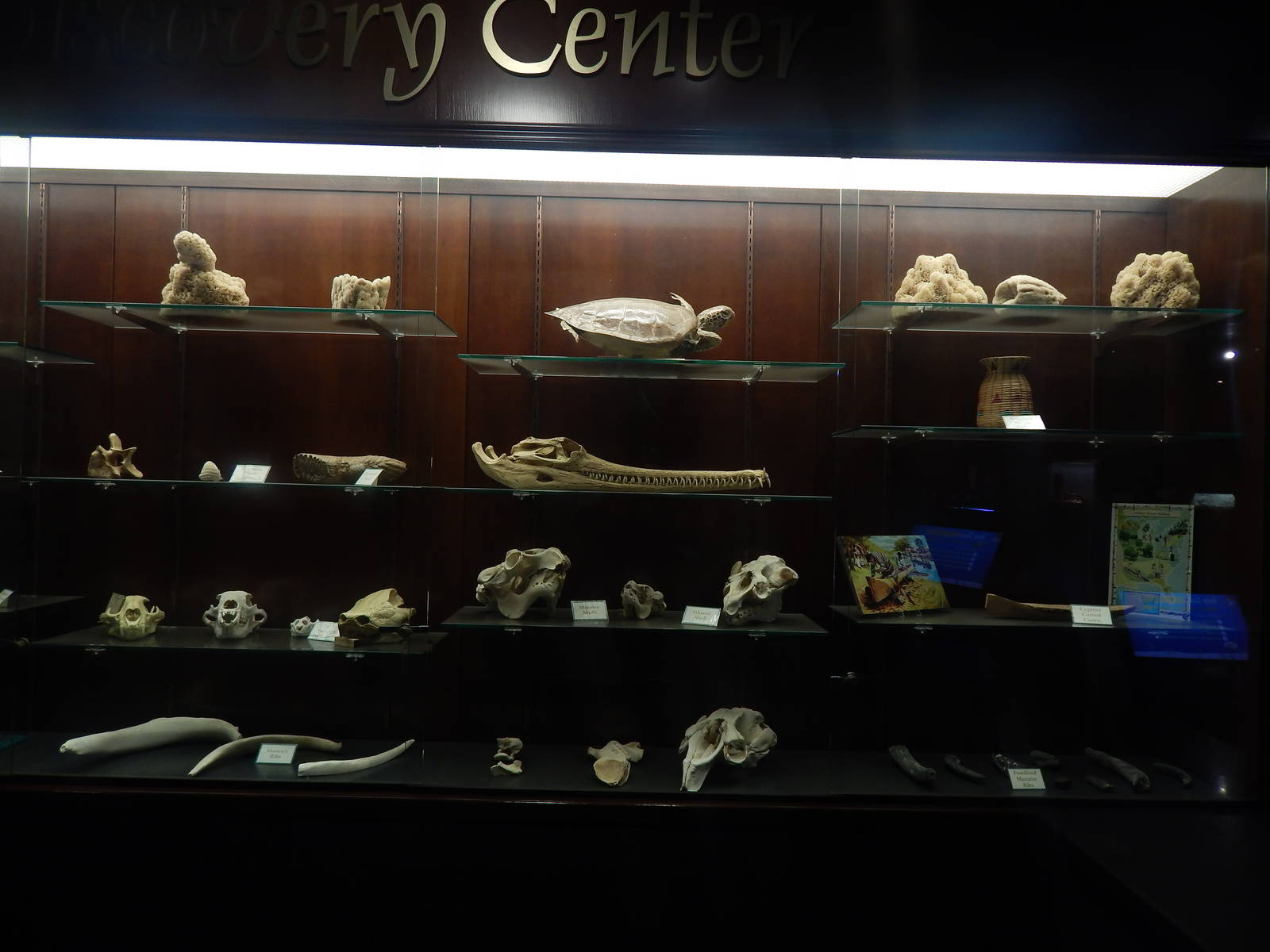 Feb. 2014 - Manatee Springs - Discovery Center