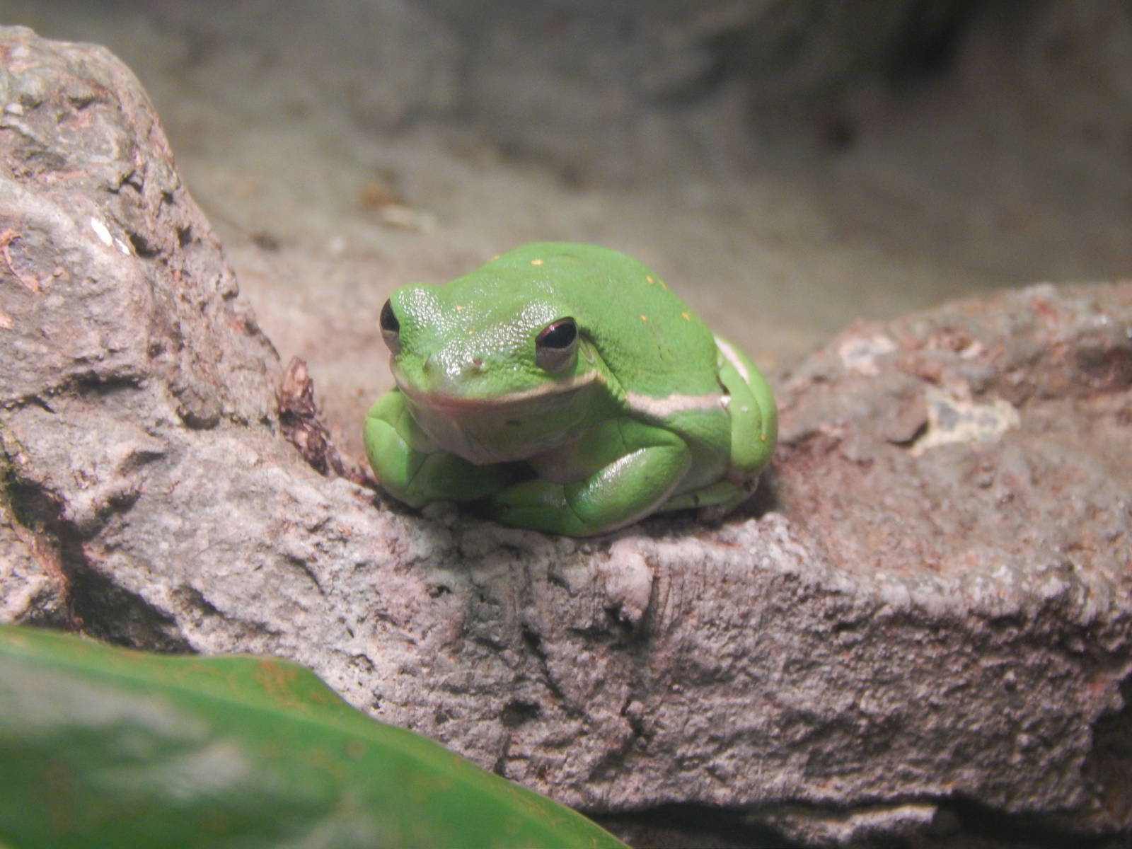 Feb. 2014 - Manatee Springs - Green Tree Frog