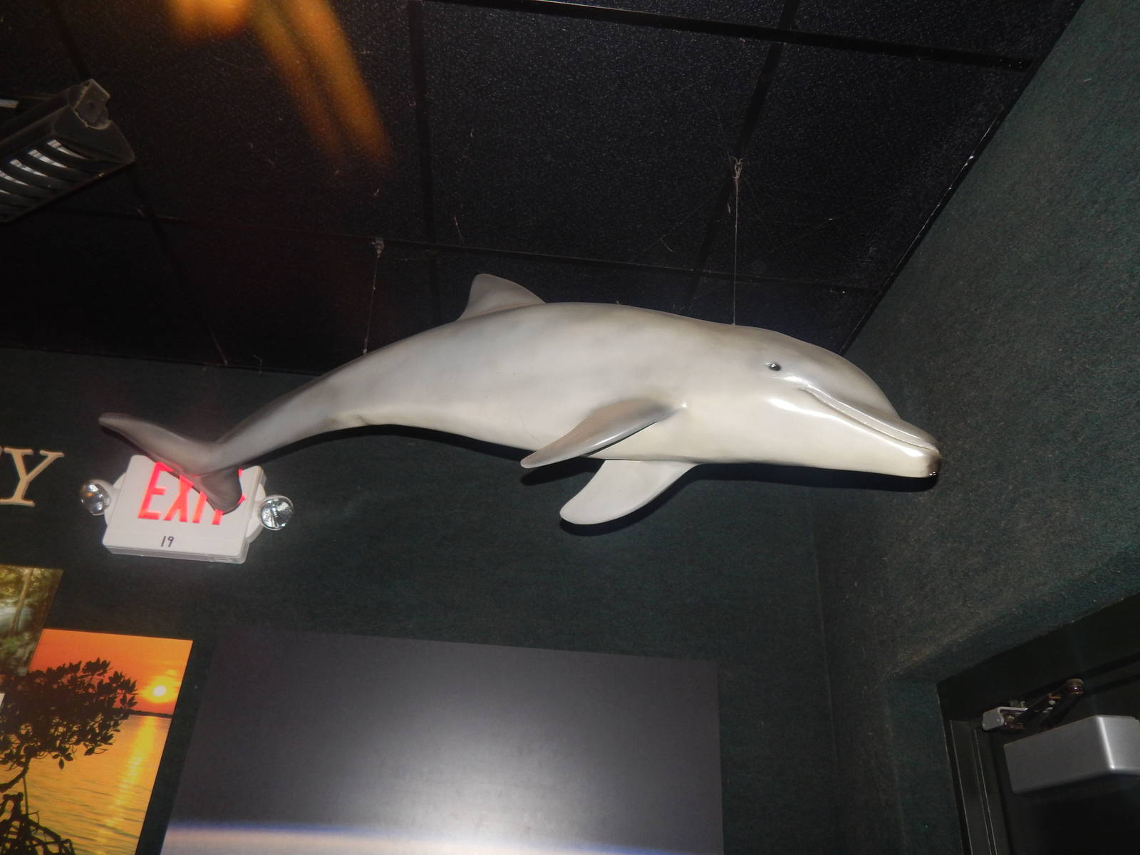 Feb. 2014 - Manatee Springs - Hanging Dolphin