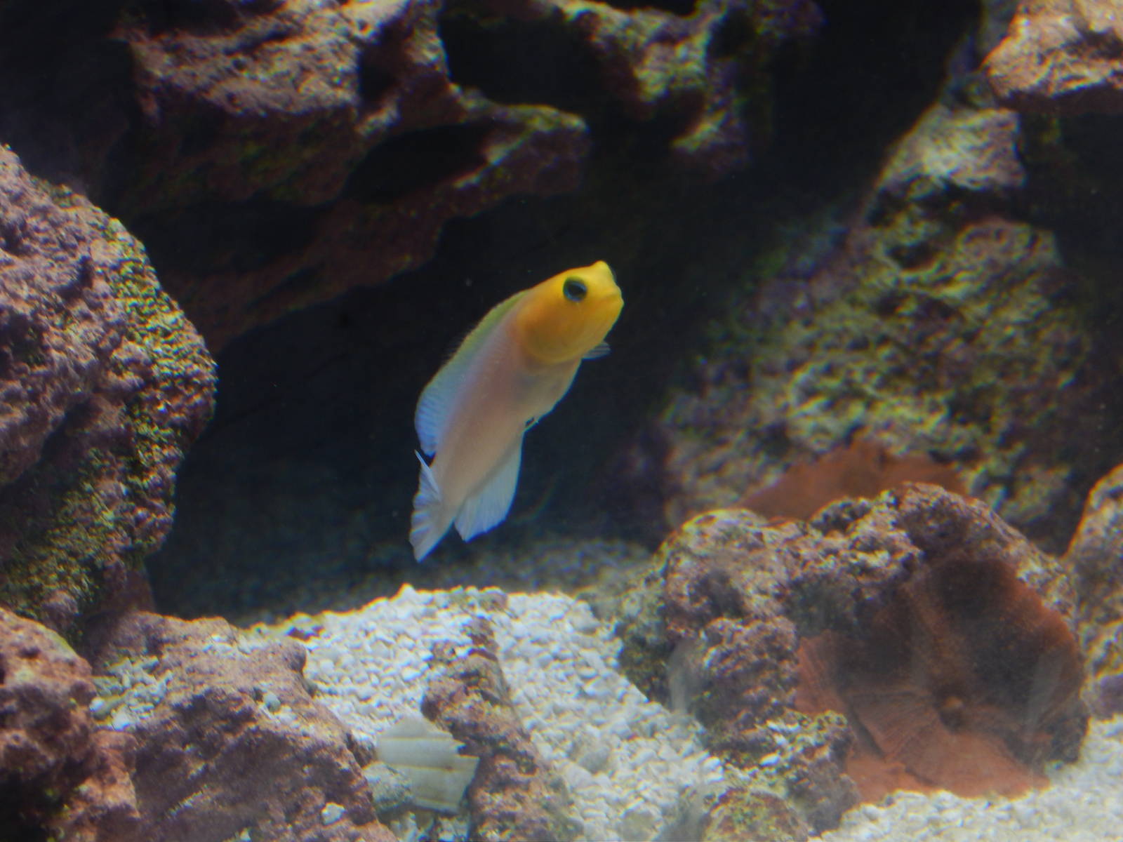 Feb. 2014 - Manatee Springs - Yellow Head Jawfish