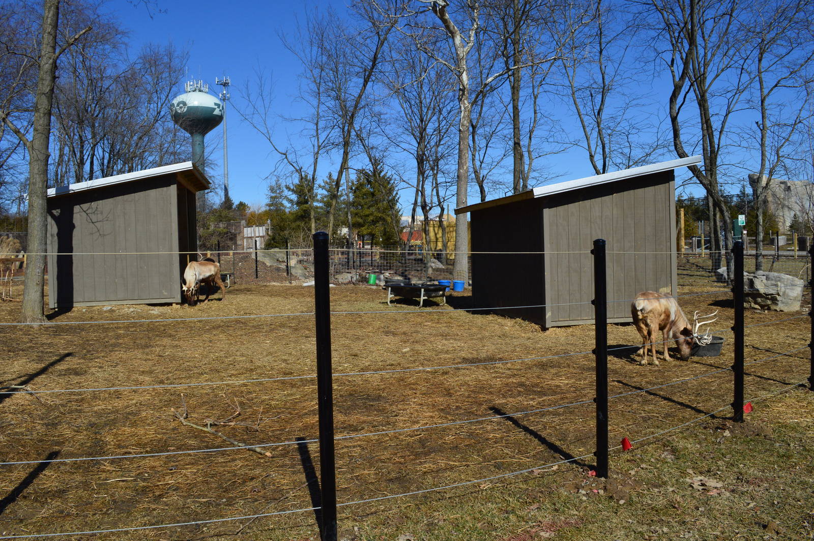 Feb 2014 - new reindeer enclosure