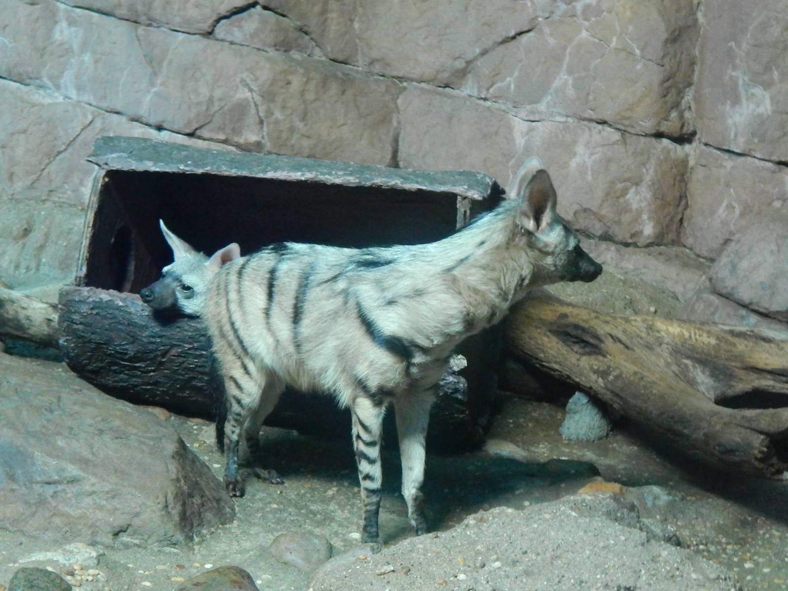 Feb. 2014 - Night Hunters - Aardwolves named Chippie and Changa