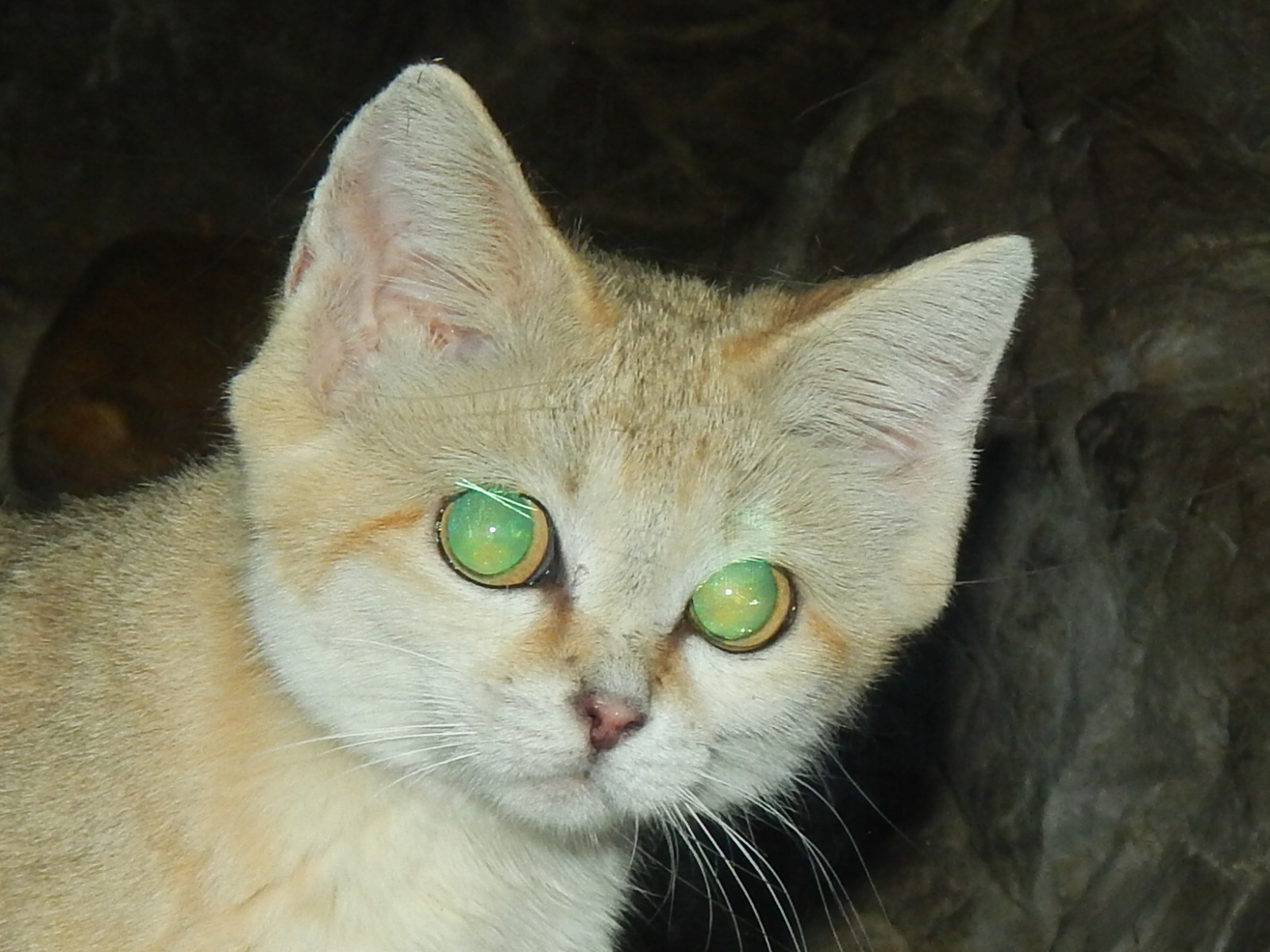 Feb. 2014 - Night Hunters - Arabian Sand Cat