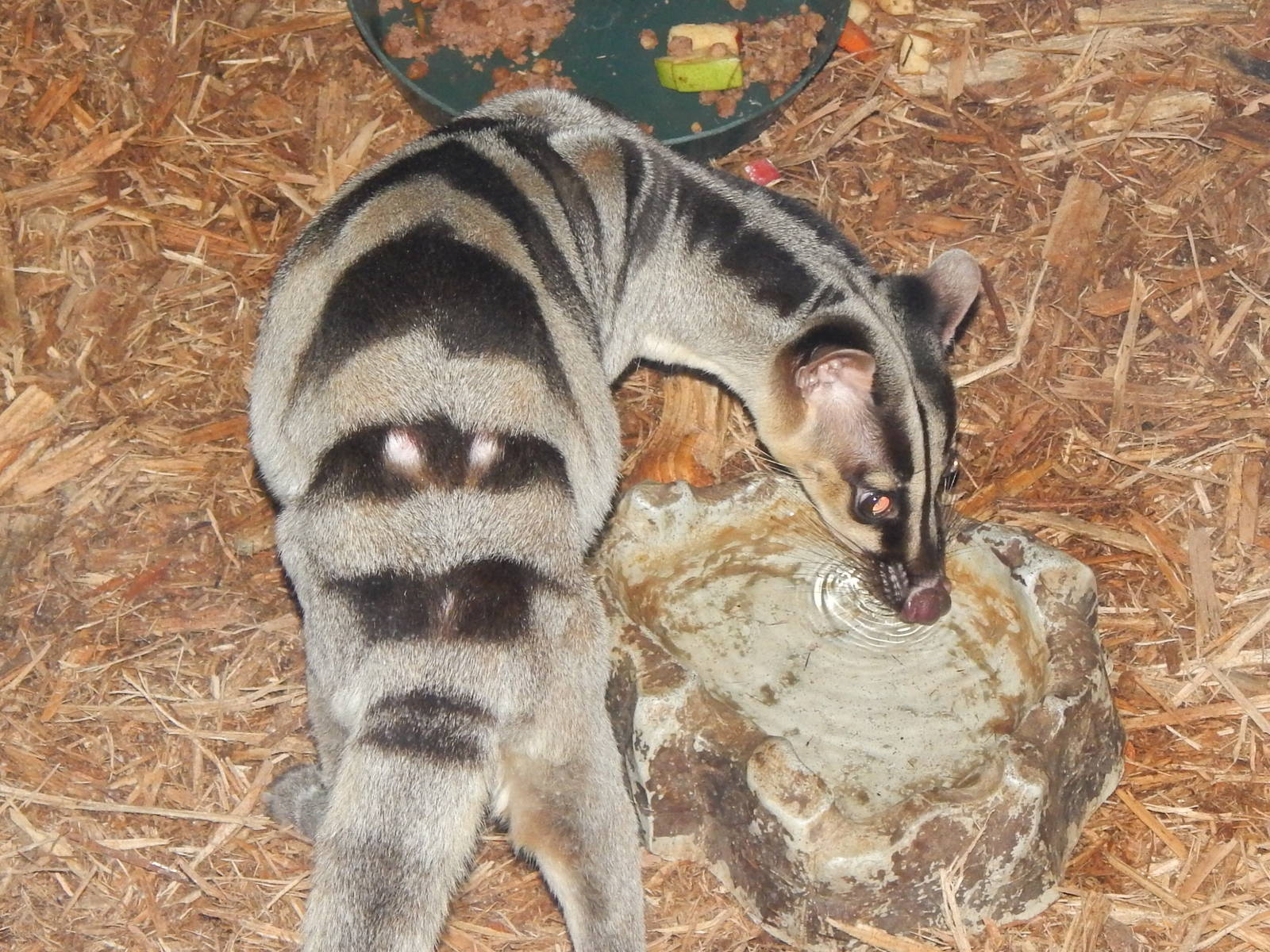 Feb. 2014 - Night Hunters - Banded Palm Civet